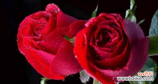 探寻玫瑰花所代表的不同情感与含义 玫瑰花语与寓意