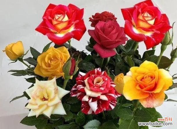 探索玫瑰花不同颜色背后的象征意义 玫瑰花语颜色的含义