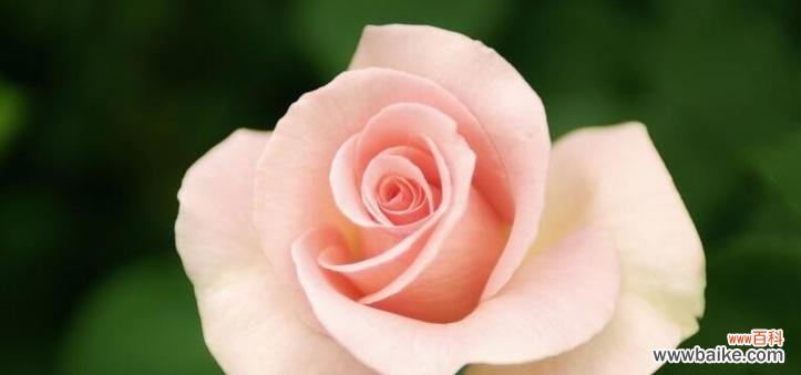 探索玫瑰的深层含义 玫瑰花语的寓意与象征