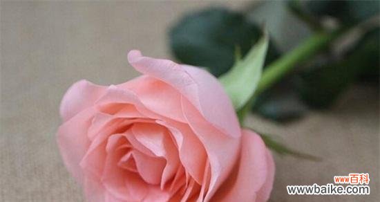 探索玫瑰的深层含义 玫瑰花语的寓意与象征