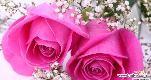 探寻玫瑰花背后隐藏的世界 玫瑰花的花语与意义