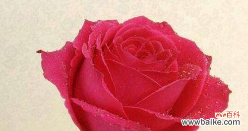 探寻玫瑰花背后隐藏的世界 玫瑰花的花语与意义