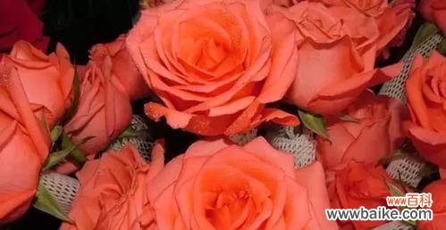 探究玫瑰数量所传递的含义 玫瑰数量的意义与象征