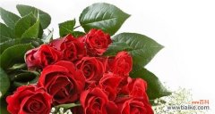 探究玫瑰花的花语和代表意义 花语之美——玫瑰数量的象征意义