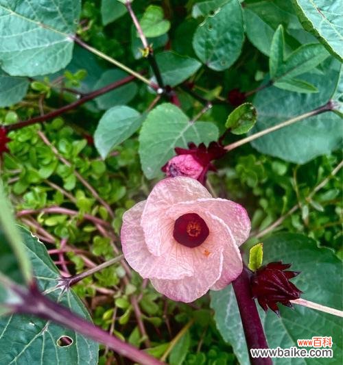 解读玫瑰茄的花语 玫瑰茄花语的神秘传说