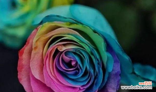 优雅 玫瑰花的品格之美