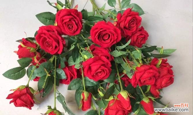 优雅 玫瑰花的品格之美