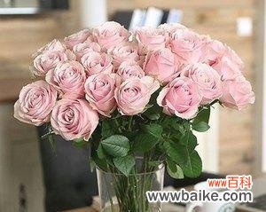 玫瑰花的数量代表不同的情感 玫瑰花的寓意与送花礼仪