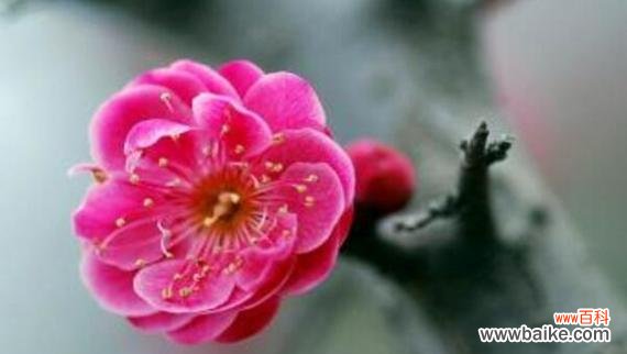 探索梅花的深层内涵 梅花的精神象征意义