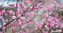 以梅花代表了什么 梅花的寓意与含义