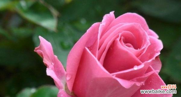 玫瑰花语传递的情感与意义 玫瑰花