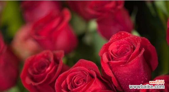 玫瑰花语传递的情感与意义 玫瑰花