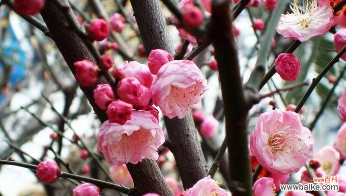 梅花的美丽与意义与坚韧有关 以梅花象征坚韧不拔的品质