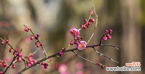 以梅花为象征的坚韧和纯洁 梅花的寓意与象征——一朵凌寒独立的美丽