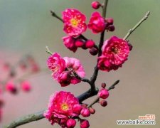 以梅花为象征的坚韧和纯洁 梅花的寓意与象征——一朵凌寒独立的美丽