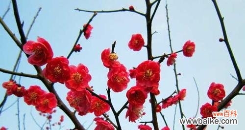 以梅花为象征的坚韧和纯洁 梅花的寓意与象征——一朵凌寒独立的美丽