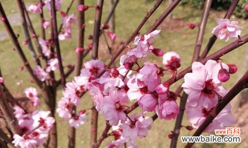 探索梅花花语的历史渊源与文化价值 梅花花语的深刻寓意与传承之美