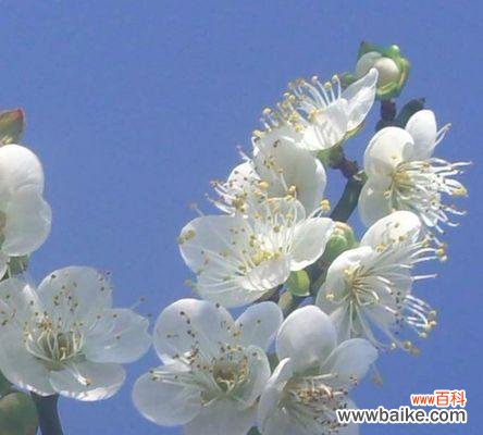 探索梅花花语的历史渊源与文化价值 梅花花语的深刻寓意与传承之美