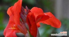 美人蕉花语的含义及传承 美人蕉花语