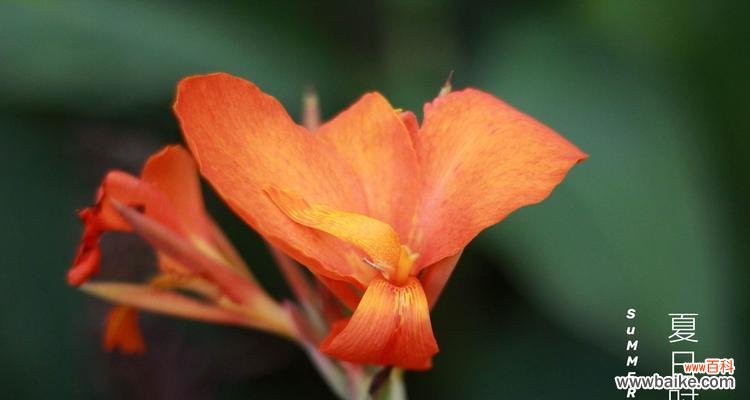 揭秘美人蕉的神秘花语和动人传说 美人蕉的花语与传说