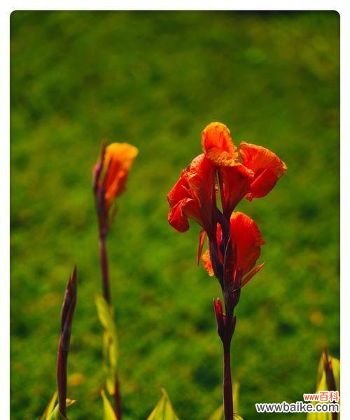 揭秘美人蕉的神秘花语和动人传说 美人蕉的花语与传说