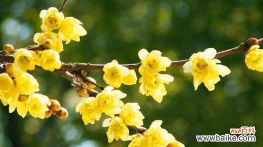 揭开梅花文化的神秘面纱 梅花的象征意义与美丽传说