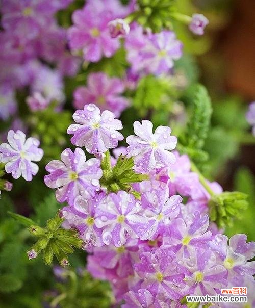 倾诉爱意 美人樱的花语