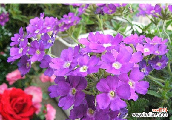 倾诉爱意 美人樱的花语