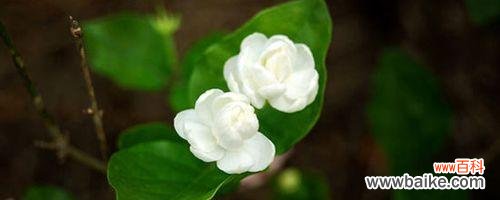 茉莉花的花语及其象征的含义 茉莉花花语揭示的深意