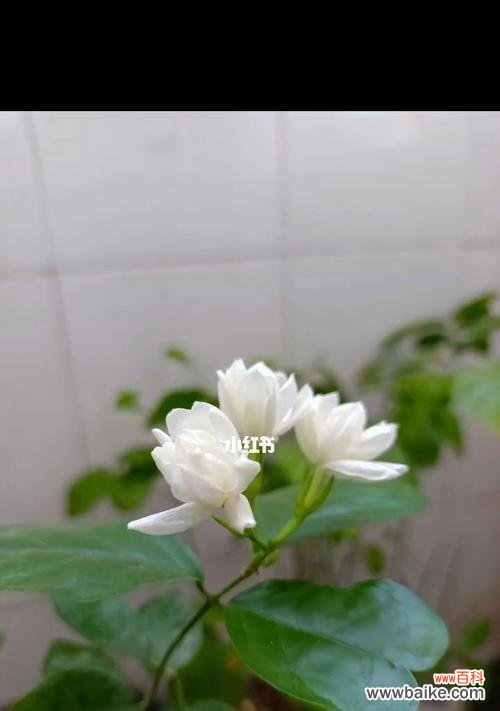 芬芳浓郁的茉莉花 茉莉花语与寓意