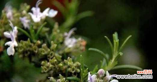 追寻迷迭香的芬芳 迷迭香花语