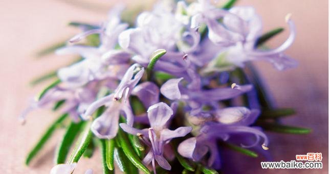 探寻迷迭香的芬芳与神奇 迷迭香之美