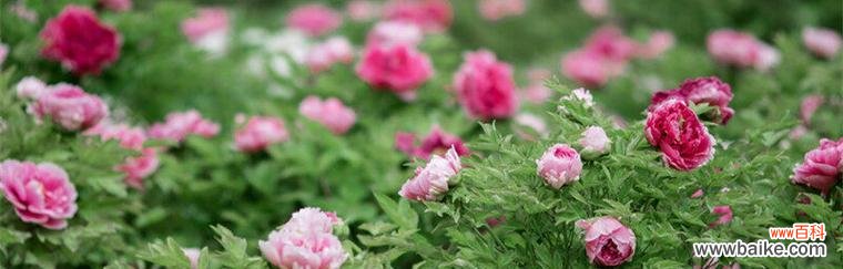 传递幸福与繁荣的花朵 牡丹花