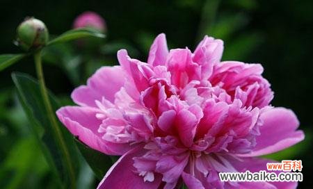 传递幸福与繁荣的花朵 牡丹花