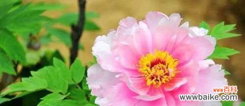 一朵牡丹 牡丹花的寓意和花语