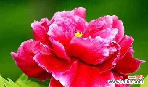 探寻牡丹花的特点与象征意义 牡丹花