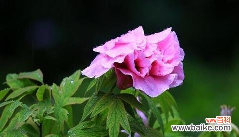 揭秘牡丹花的神秘花语 牡丹花