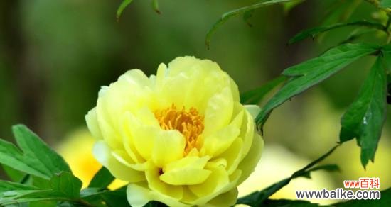 盛世繁华中的傲然与坚持 牡丹花