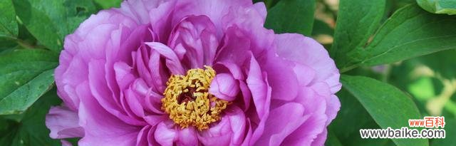 探寻牡丹花的神秘语言 牡丹花的花语及其深层含义