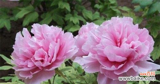 探寻牡丹花的神秘语言 牡丹花的花语及其深层含义