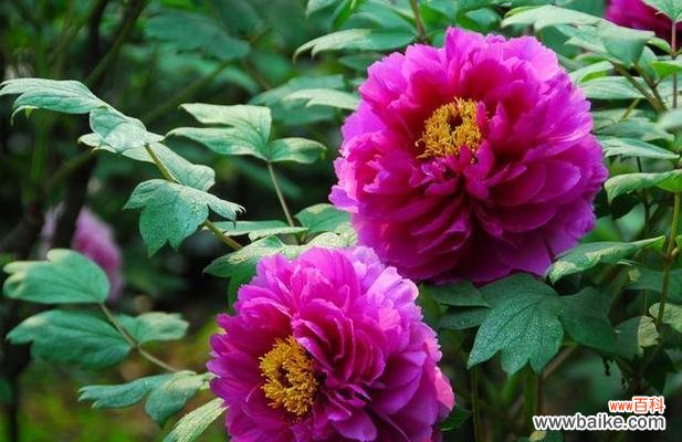 探寻牡丹花的神秘语言 牡丹花的花语及其深层含义