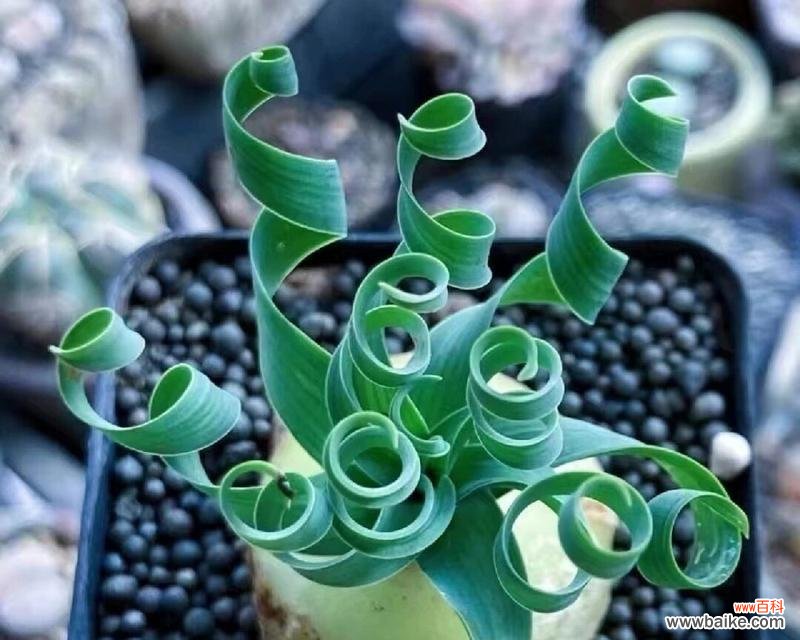 以象征不屈的植物为主题 不屈之植物