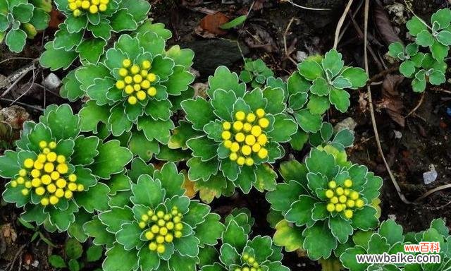以象征不屈的植物为主题 不屈之植物