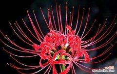 以花为媒 爱情至死不渝的植物