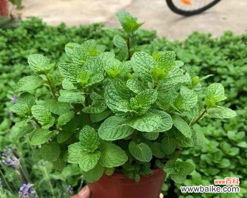 当代人类对植物爱情象征的诠释与思考 爱情之花