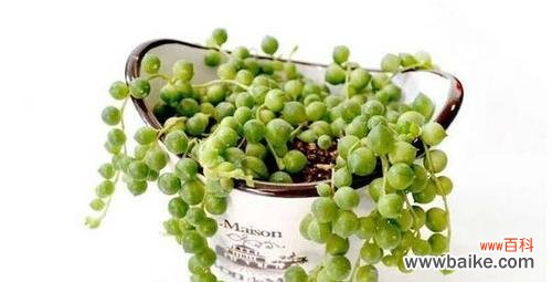 当代人类对植物爱情象征的诠释与思考 爱情之花