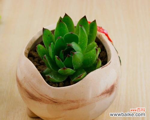 当代人类对植物爱情象征的诠释与思考 爱情之花