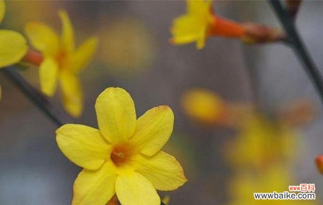 绚烂多彩的春天花卉 春天的花草盛开