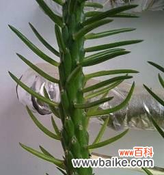 探索植物中的文化传承与象征意义 植物传承的象征意义