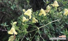 探索植物中的文化传承与象征意义 植物传承的象征意义